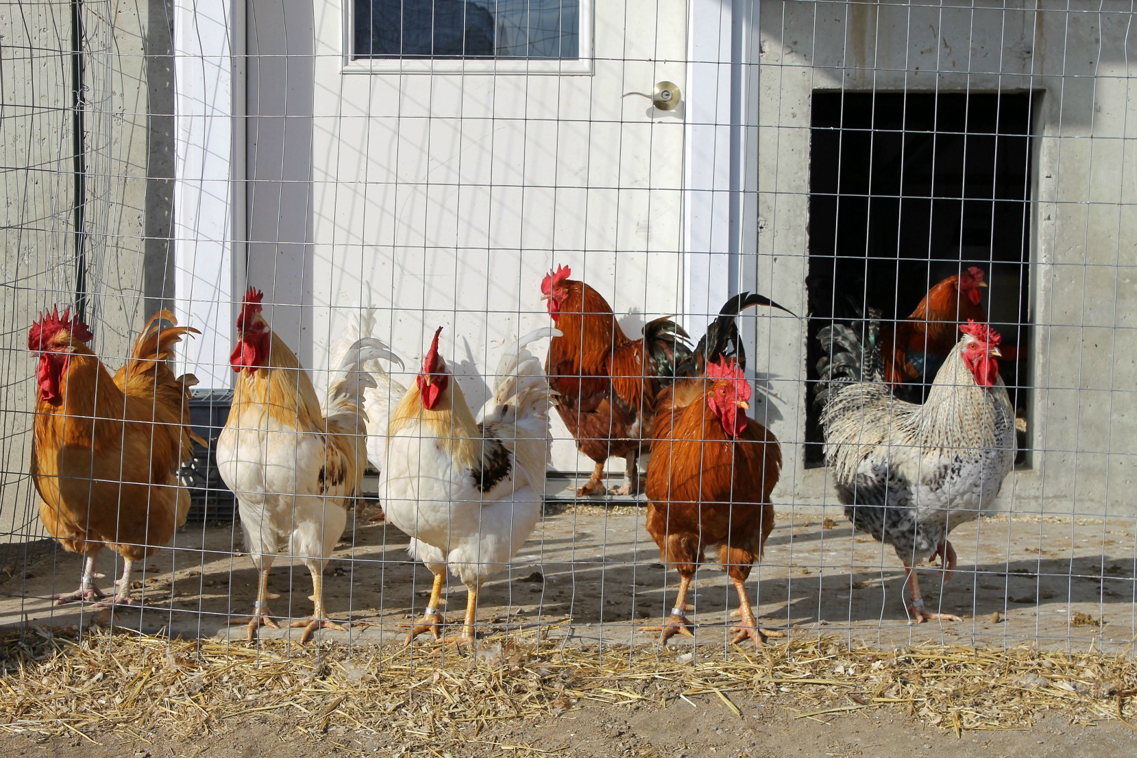 TAO Junction | 5 Steps To Start A Profitable Poultry Business In ...