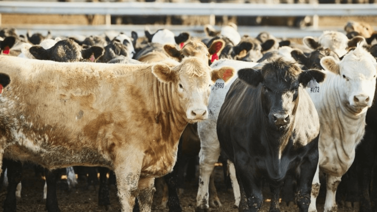 TAO Junction | Canadian Government Invests $1.6 Million To Boost Angus ...