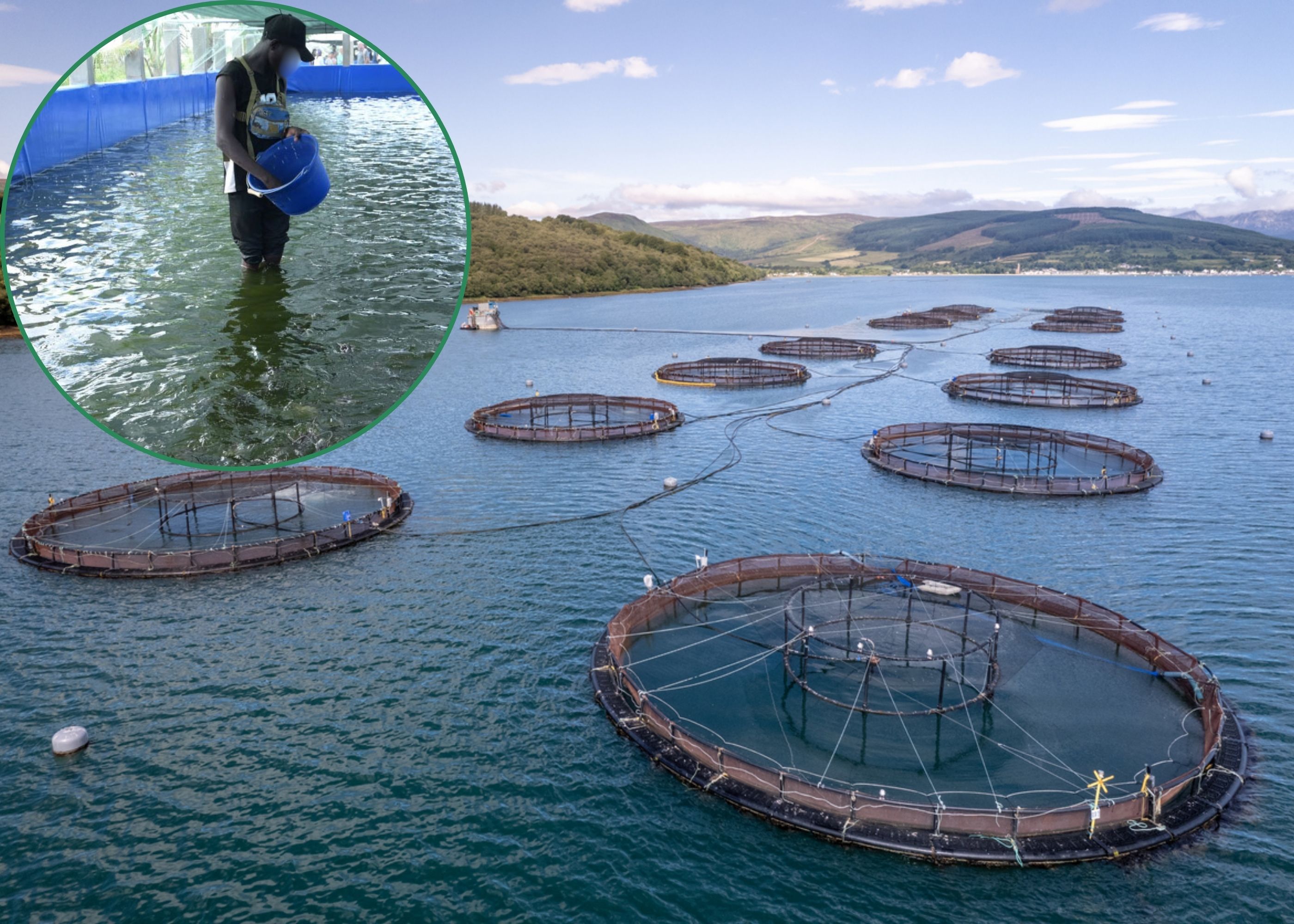 TAO Junction | Availability And Cost Of Quality Fish Feed Significant ...